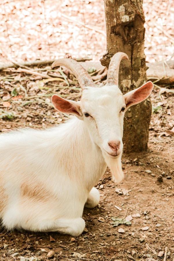 Finca Los Caballos Montezuma Dış mekan fotoğraf