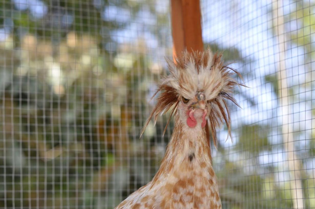 Finca Los Caballos Montezuma Dış mekan fotoğraf
