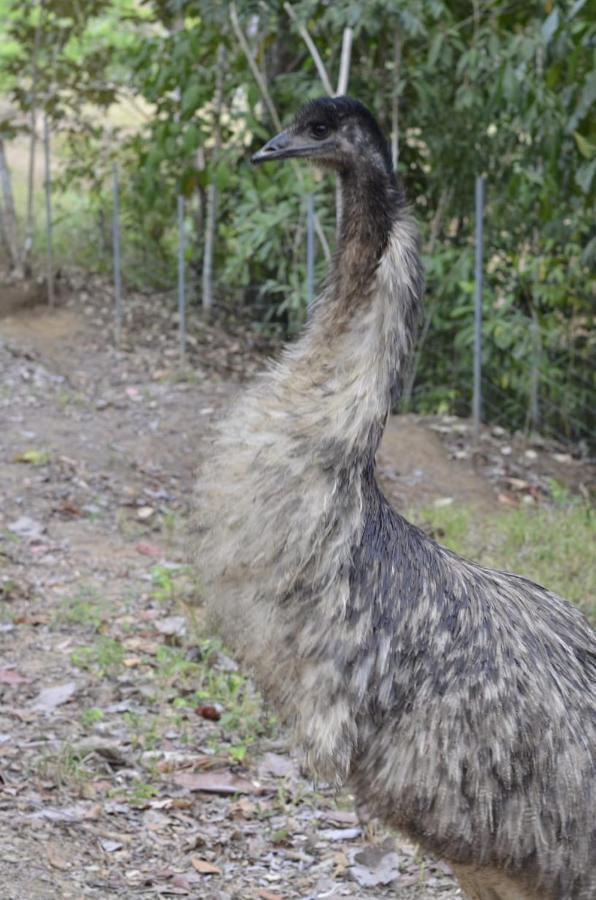 Finca Los Caballos Montezuma Dış mekan fotoğraf